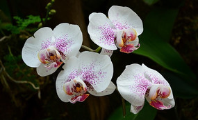 ��ɫ������