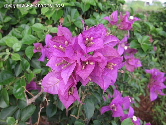 �ž黨�Ե�Ҷ��