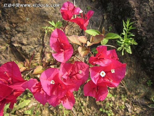 �����µ�ֽ