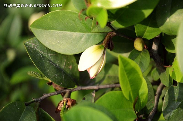 �������ŵĻ���