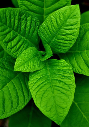 新嫩的绿色叶子