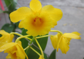 ����ɫ����ʯ��