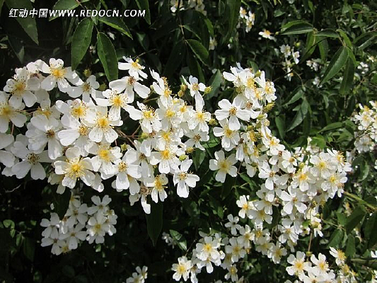 �����»�ţ