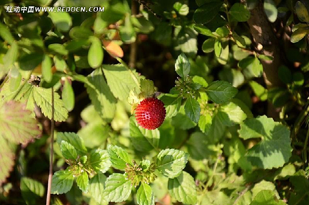 ��ʵ��ݮ��