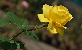 ���޵Ļ�ɫ�¼���