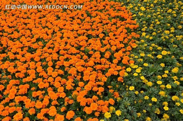 ���ɫ��ȸ��