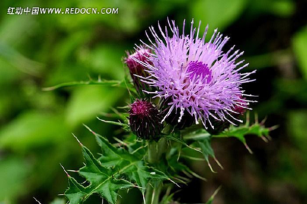 ���̵���ɫ����