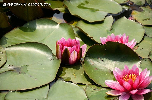 ������ʢ���ĺ�Ҷ