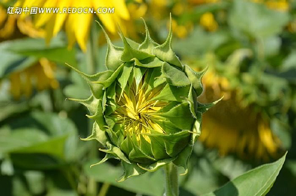 �����������տ�����