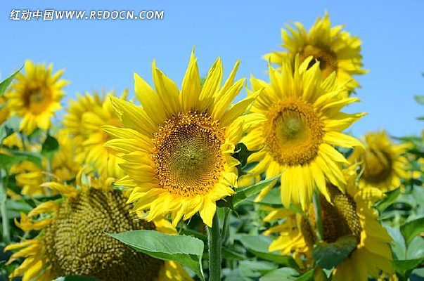 ʢ�ŵ����տ�