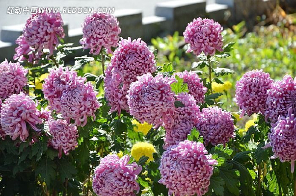 �����µľջ���