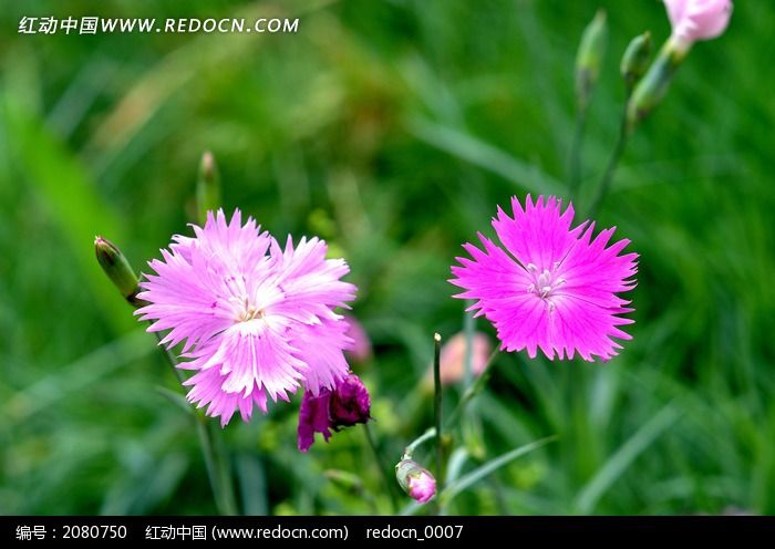 紫色小花高清圖