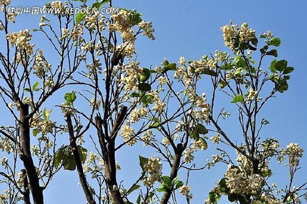 ��ɫ����Ļ�