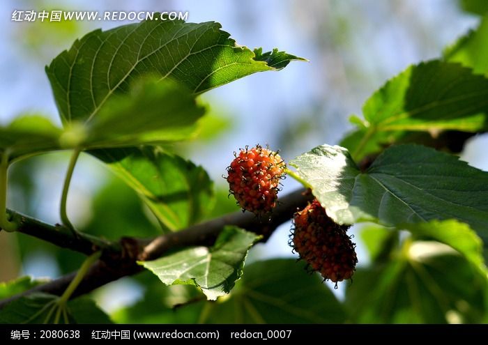 �ʺ��ɣ�ع�ʵͼƬ