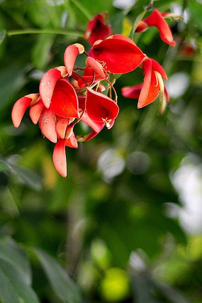 ���컨��ֲ��