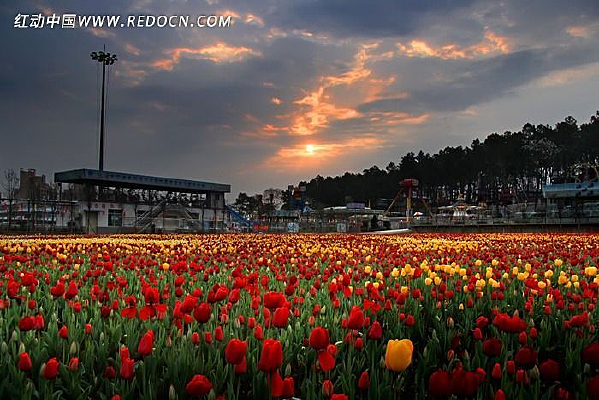 �����㻨��