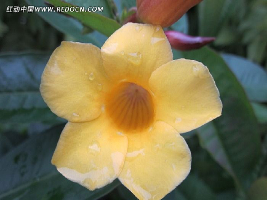 ��ɫ����״