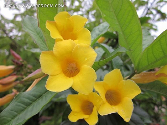 ���Ȼ���ɫ�Ļ�