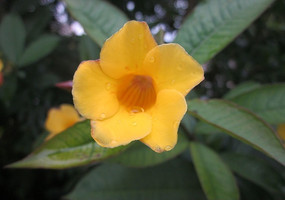 ��ɫ�����