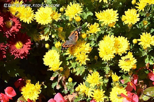 ��ɫ������۷�