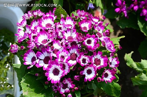 �ջ�����