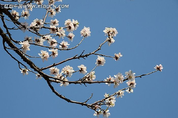 ��֦����