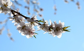 ����ʢ���Ļ���