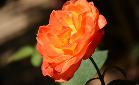 �ۺ��¼���