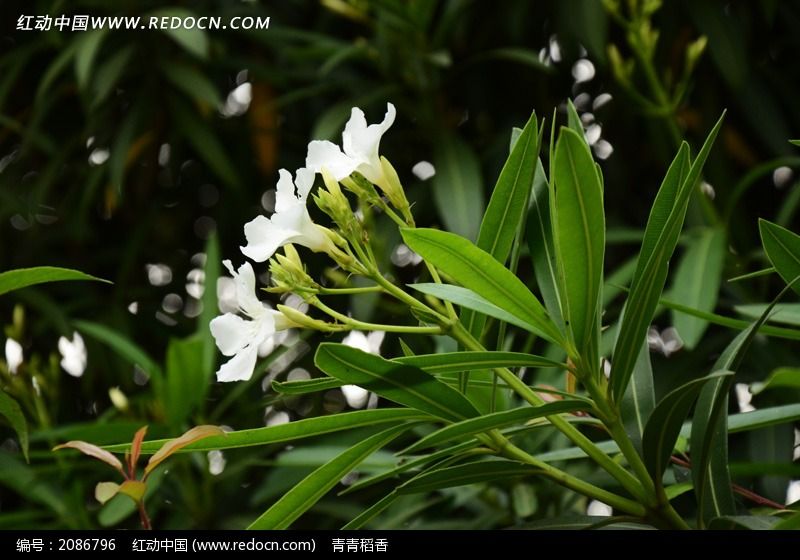 清新的白花夾竹桃