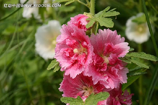 ʢ�ŵ�ܽ�ػ�