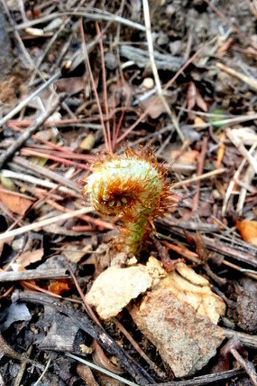 ������ѿ