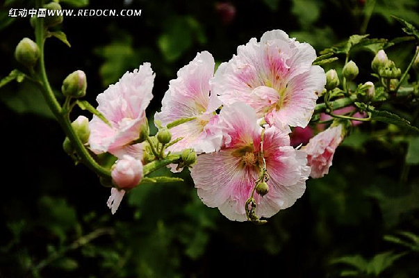 ʢ����ܽ�ػ�