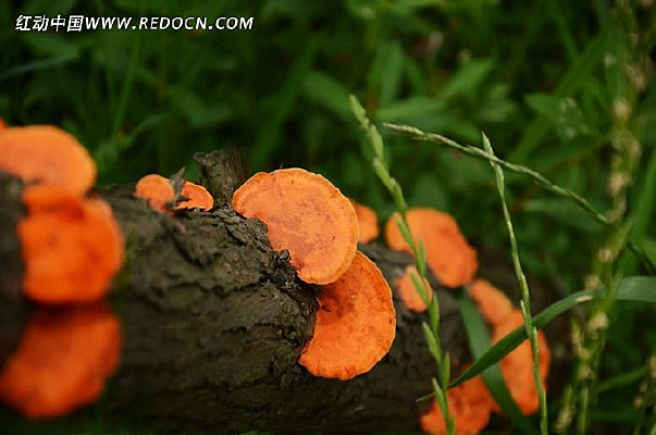 ��ɫ��Ģ��