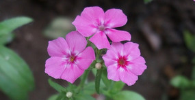 ����ۺ�С��