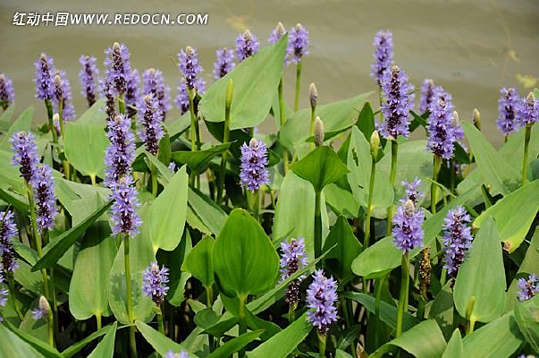 ����ʢ����