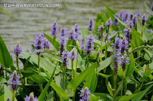 ����ɫ�Ļ�