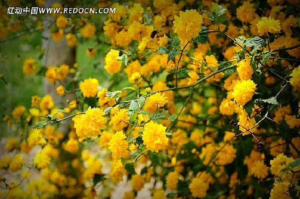 ��ɫС����