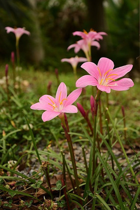 ʢ��������