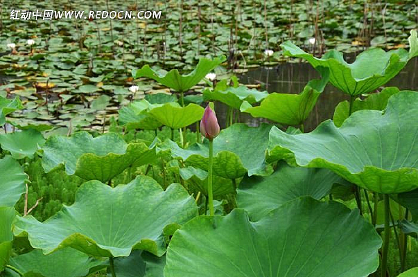 С�غɻ�����