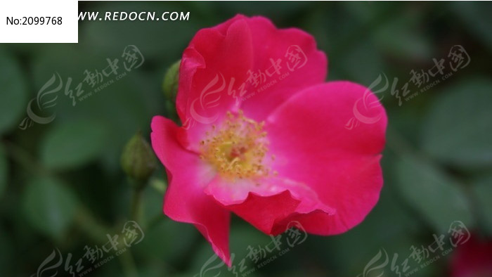 ��ҩ����ӰͼƬ