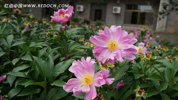 �ۺ�ɫ��ҩ��