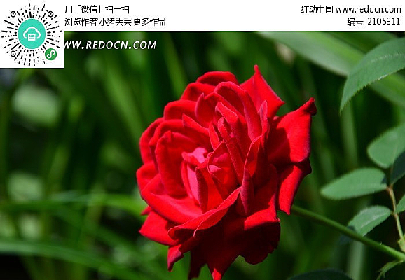 ��ɫʢ����õ�廨