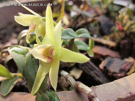 ŭ�ŵ���Ƥʯ��