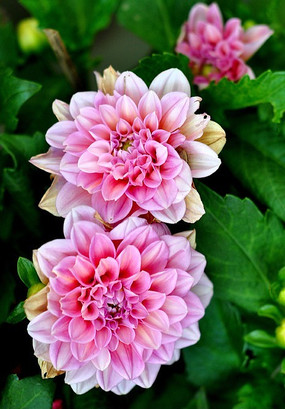 ��ɫ�Ĵ�����