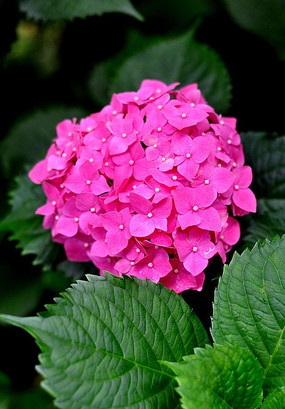 ��ɫ����