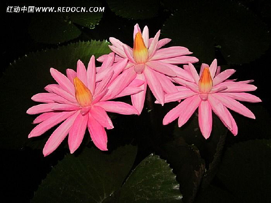 ��ɫ�ɻ�����