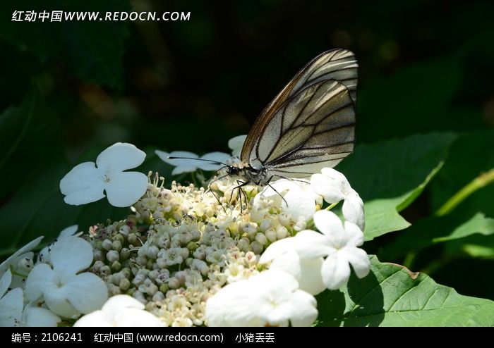 ������Ůӣ�� ����ͼƬ