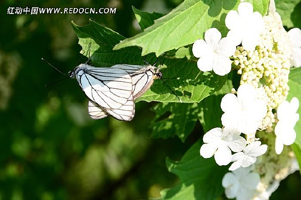 ��Ҷ����Ů