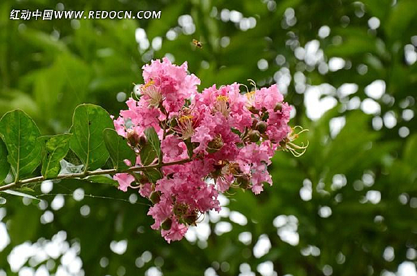 ��ޱ����д