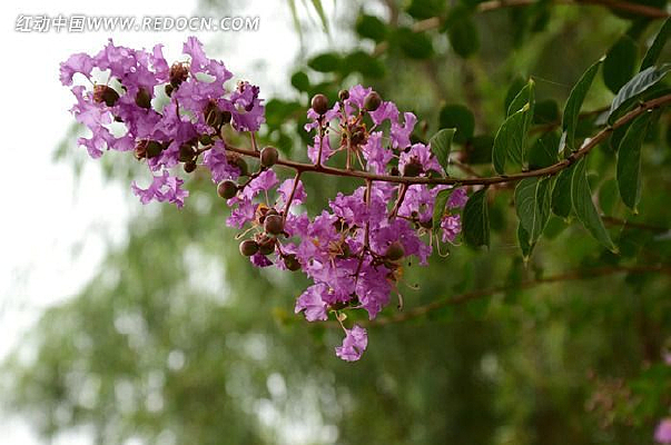 ���㵭����ɫ�Ļ�